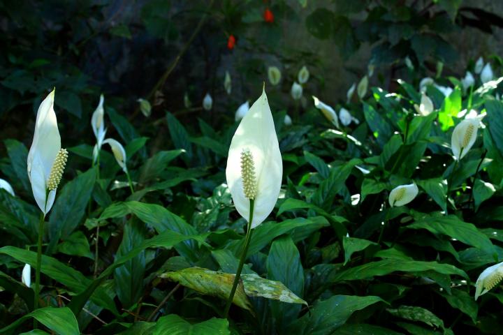 "Spathiphyllum Peace Lily Seeds, Planting - 100 pcs" - Flower seeds