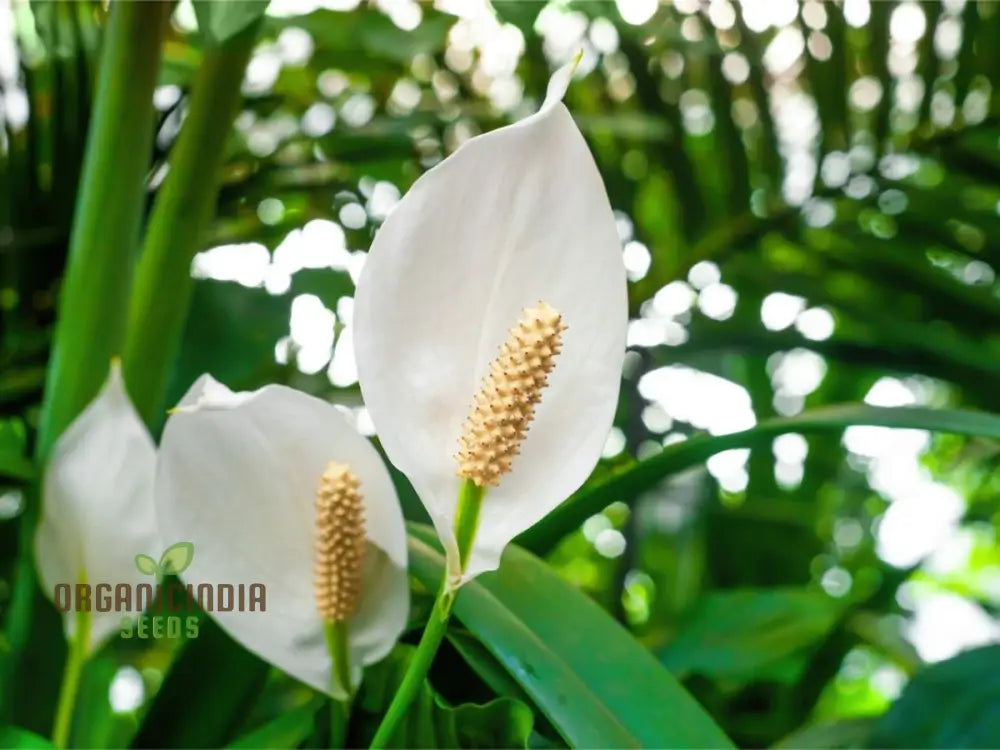 Peace Lily Plant Seeds For Indoor Gardening - Premium Quality Seeds Lush Greenery Perfect Home And