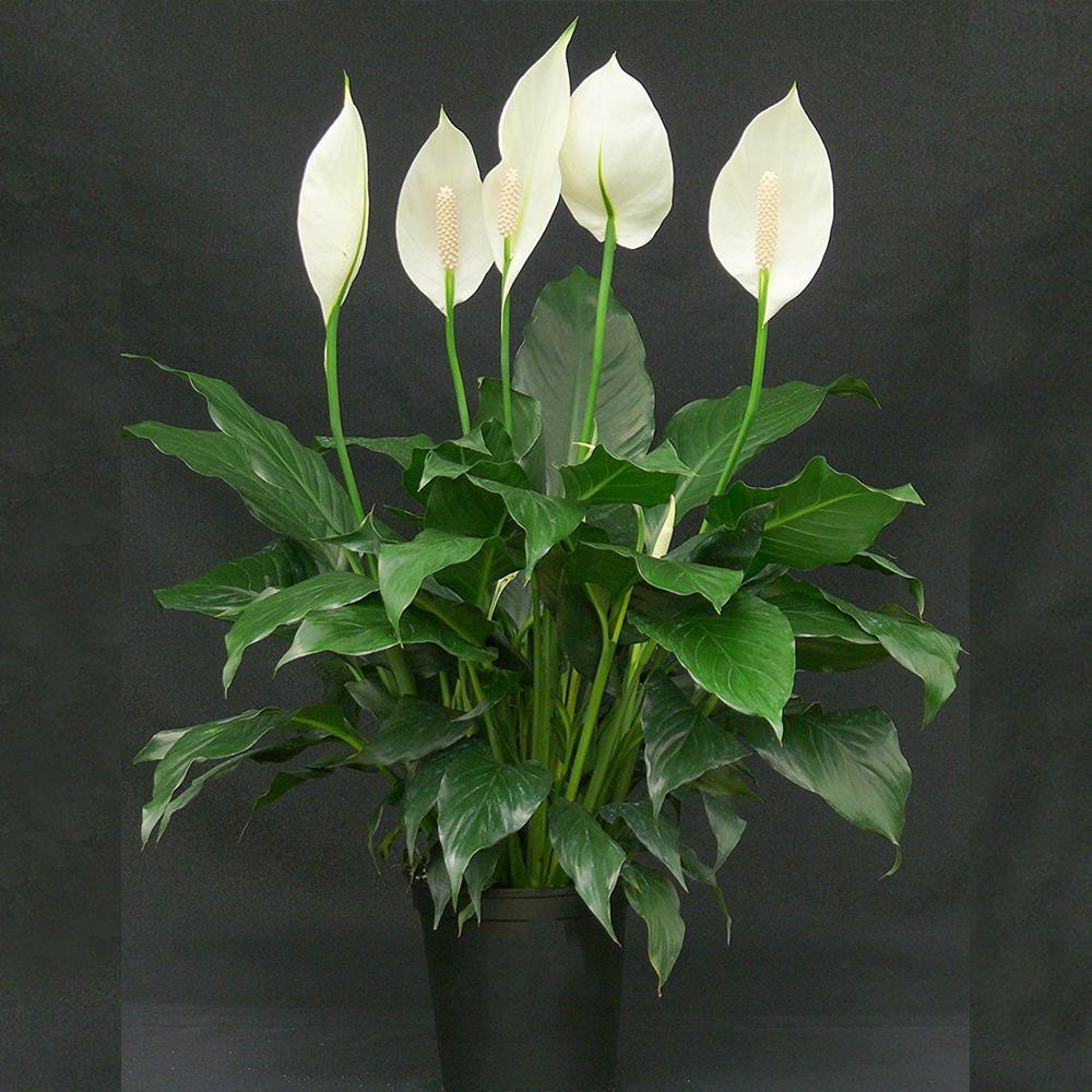 "Spathiphyllum Peace Lily Seeds, Planting - 100 pcs" - Flower seeds