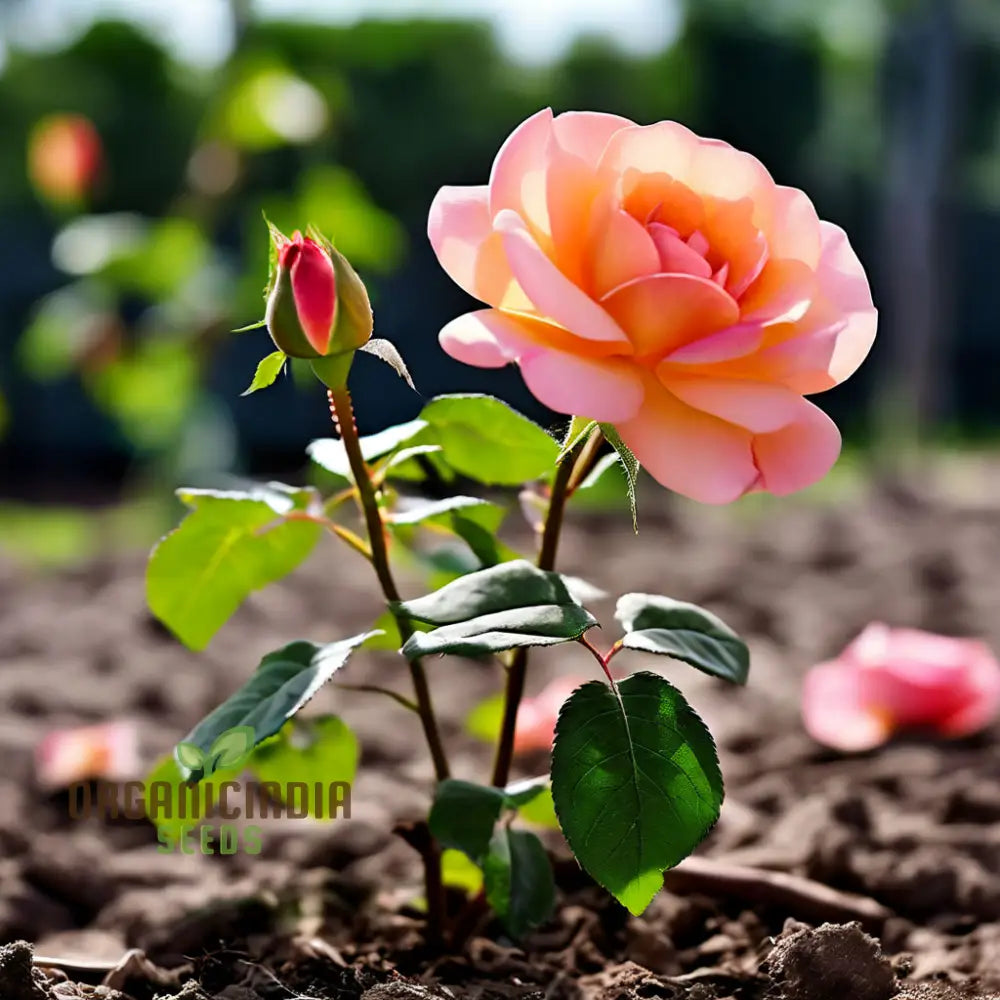 Peach Climbing Rose Flower Seeds - Graceful Vines For Romantic Garden Trellises Climbers