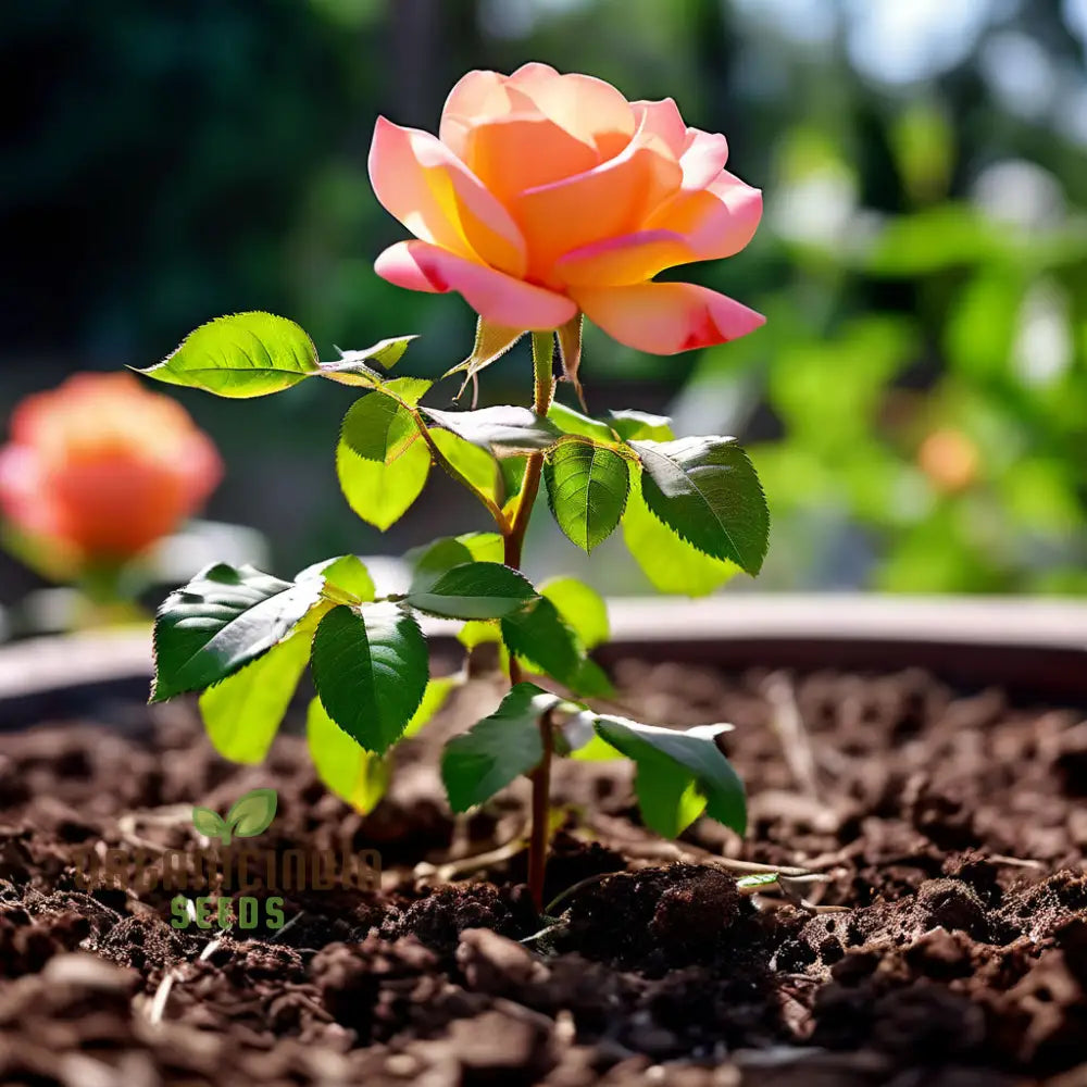 Peach Climbing Rose Flower Seeds - Graceful Vines For Romantic Garden Trellises Climbers