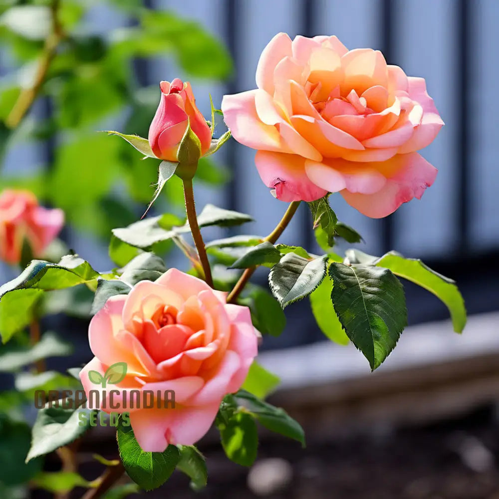 Peach Climbing Rose Flower Seeds - Graceful Vines For Romantic Garden Trellises Climbers