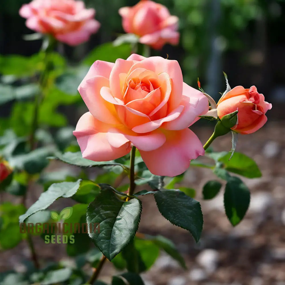 Peach Climbing Rose Flower Seeds - Graceful Vines For Romantic Garden Trellises Climbers