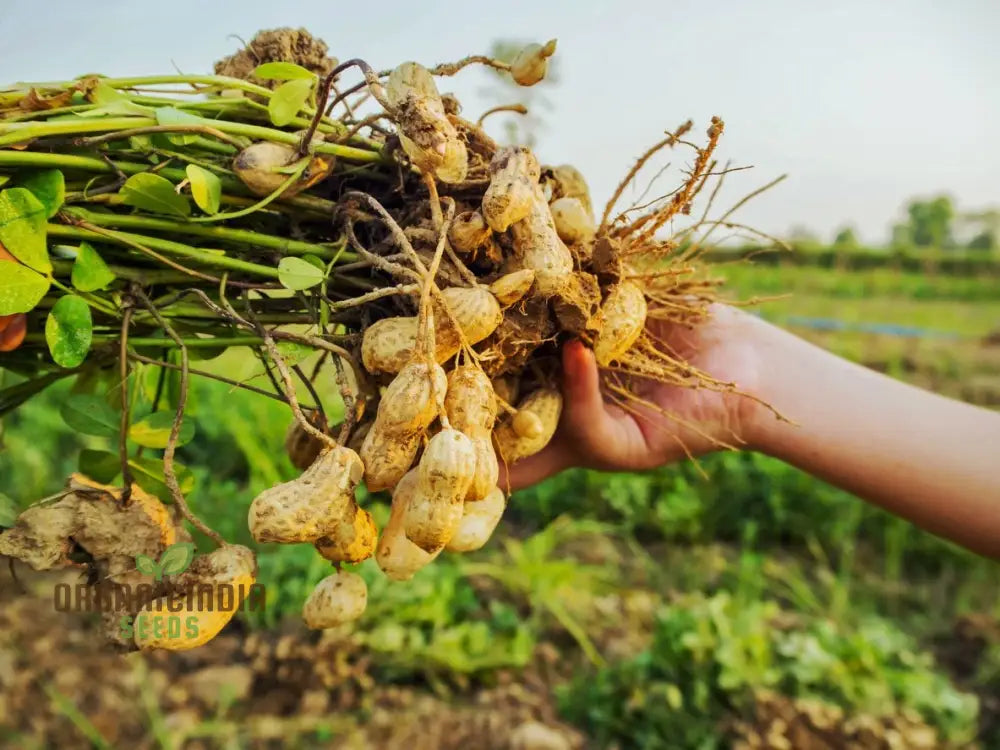 Peanut Seeds - Arachis Hypogaea Yellow Blooms With A Bonus Of Peanuts (100Pcs)