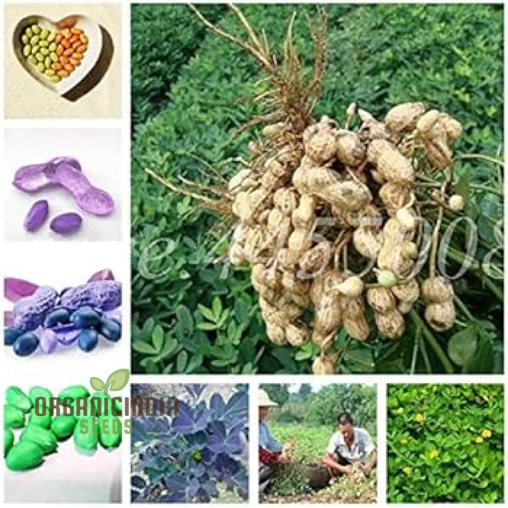 Peanuts Bonsai Seeds For Planting - 100 Pcs Vegetable