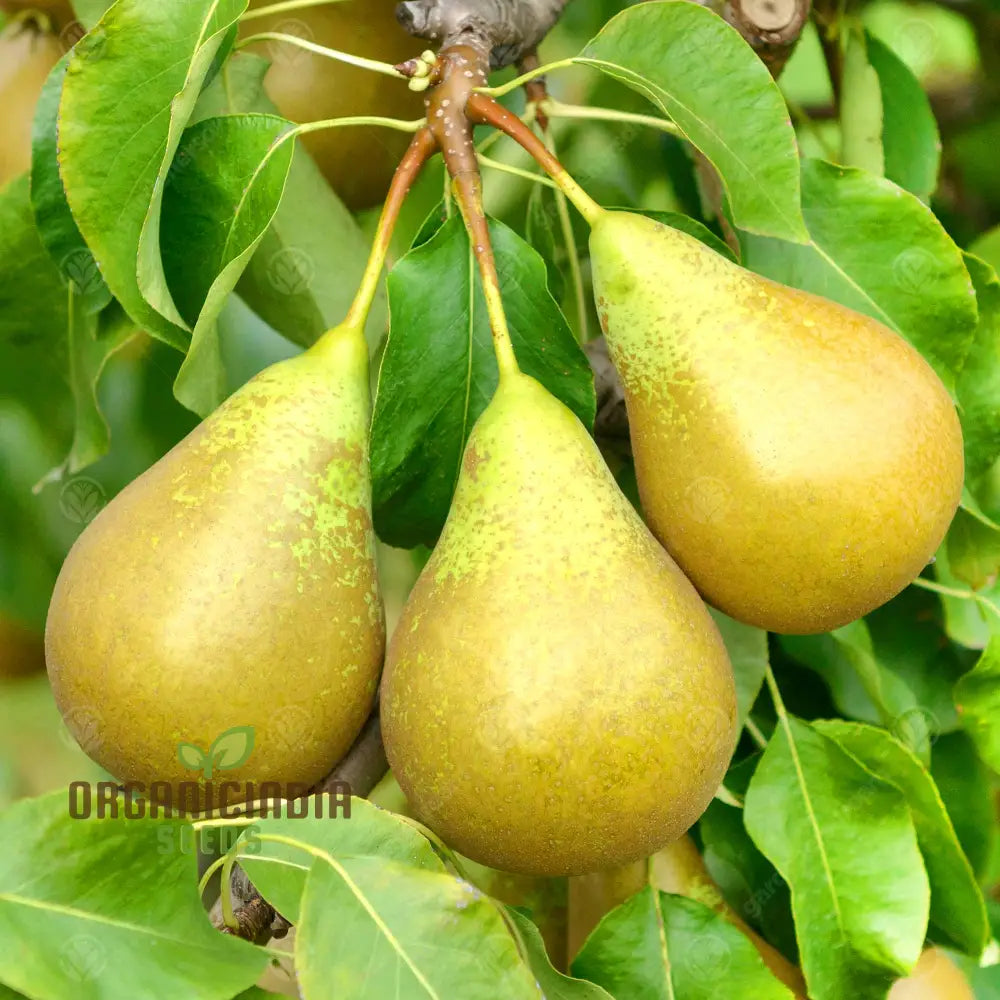 Pear Fruit Seeds For Planting Your Garden | Buy Online