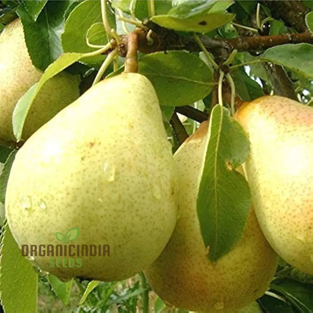 Pear Fruit Seeds For Planting Your Garden | Buy Online