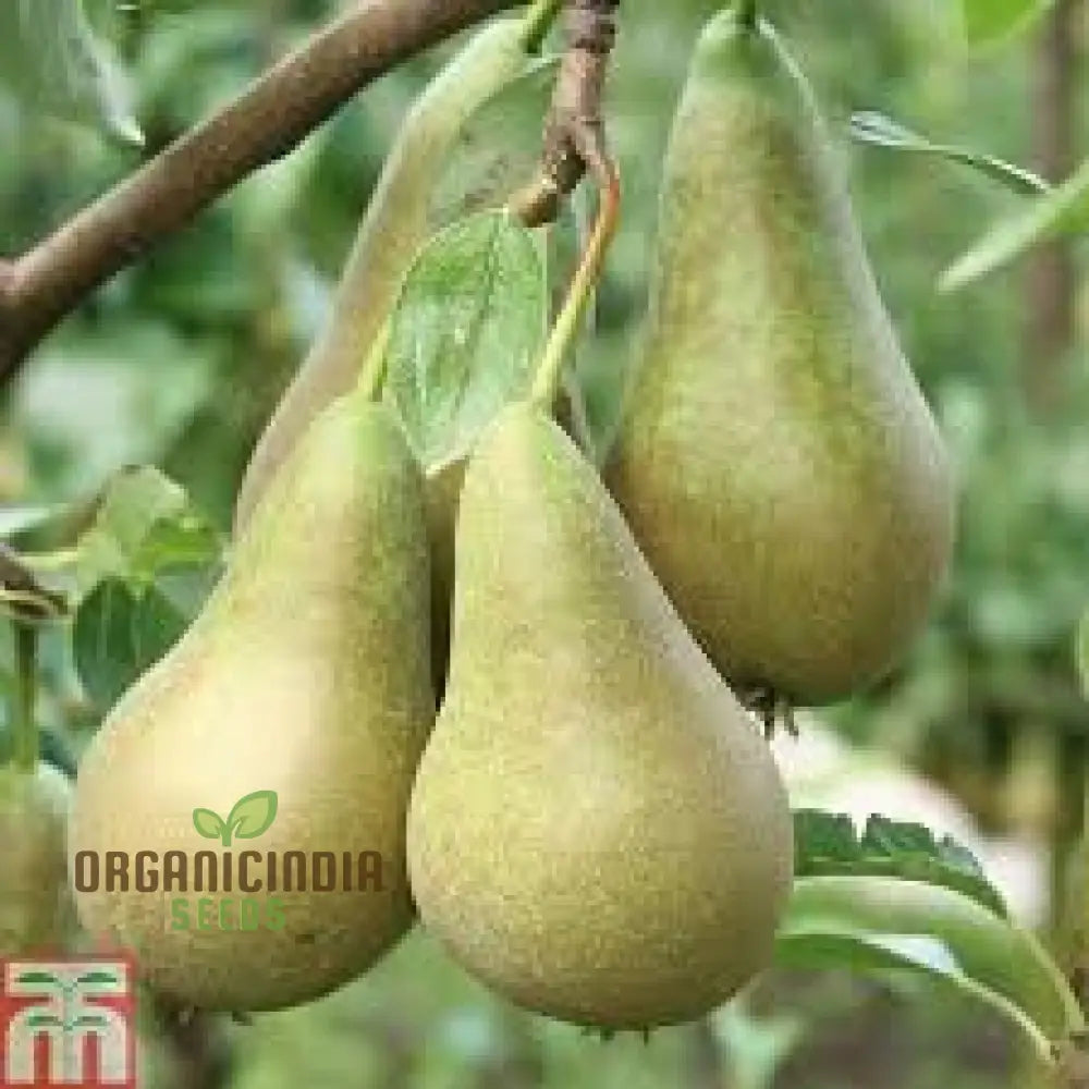 Pear Fruit Seeds For Planting Your Garden | Buy Online