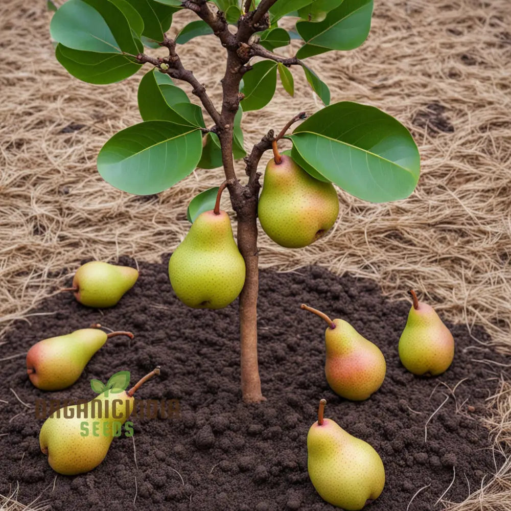 Pear Kumoi Fruit Seeds For Planting Cultivate Your Own Unique Trees