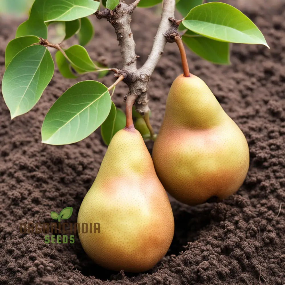 Pear Kumoi Fruit Seeds For Planting Cultivate Your Own Unique Trees