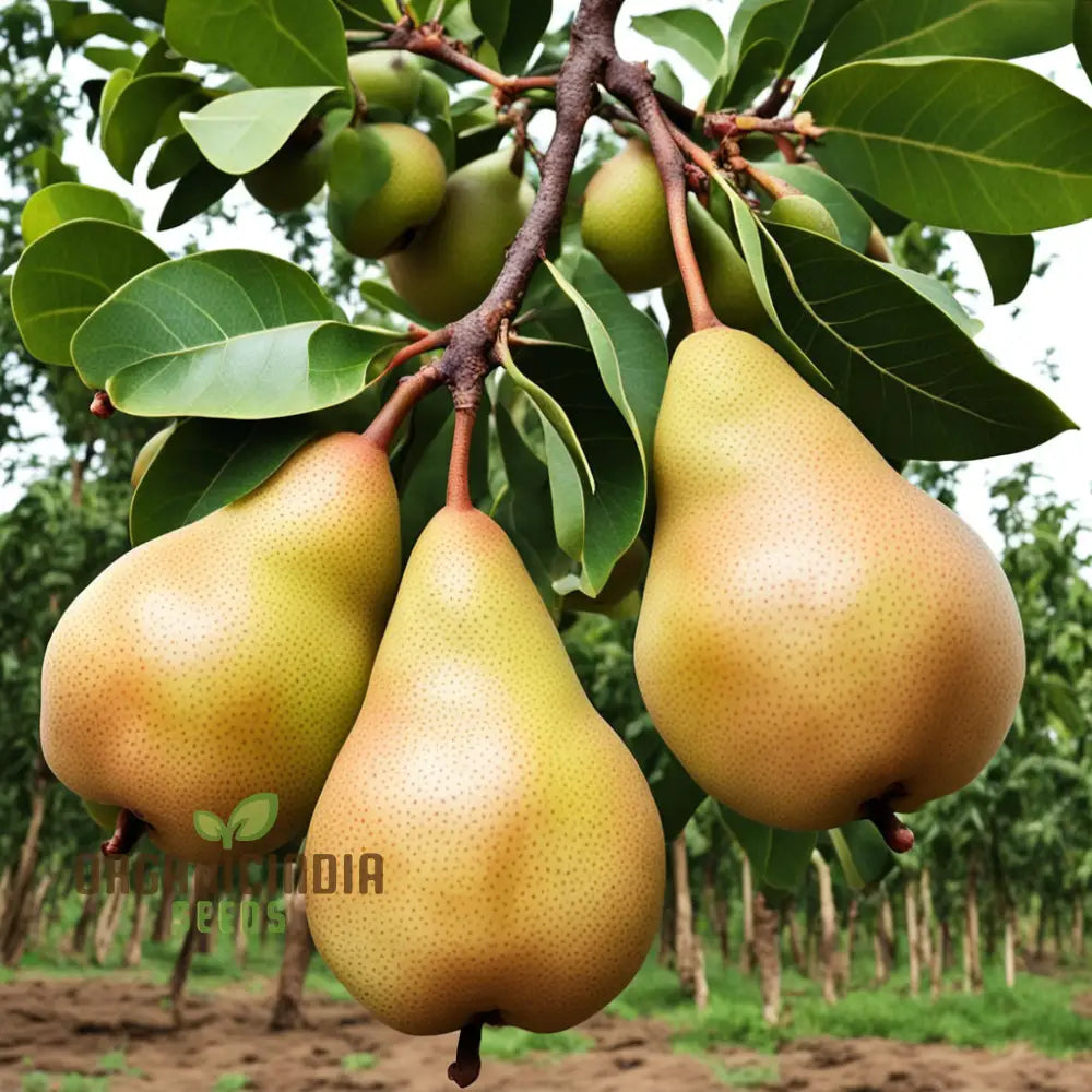 Pear Kumoi Fruit Seeds For Planting Cultivate Your Own Unique Trees