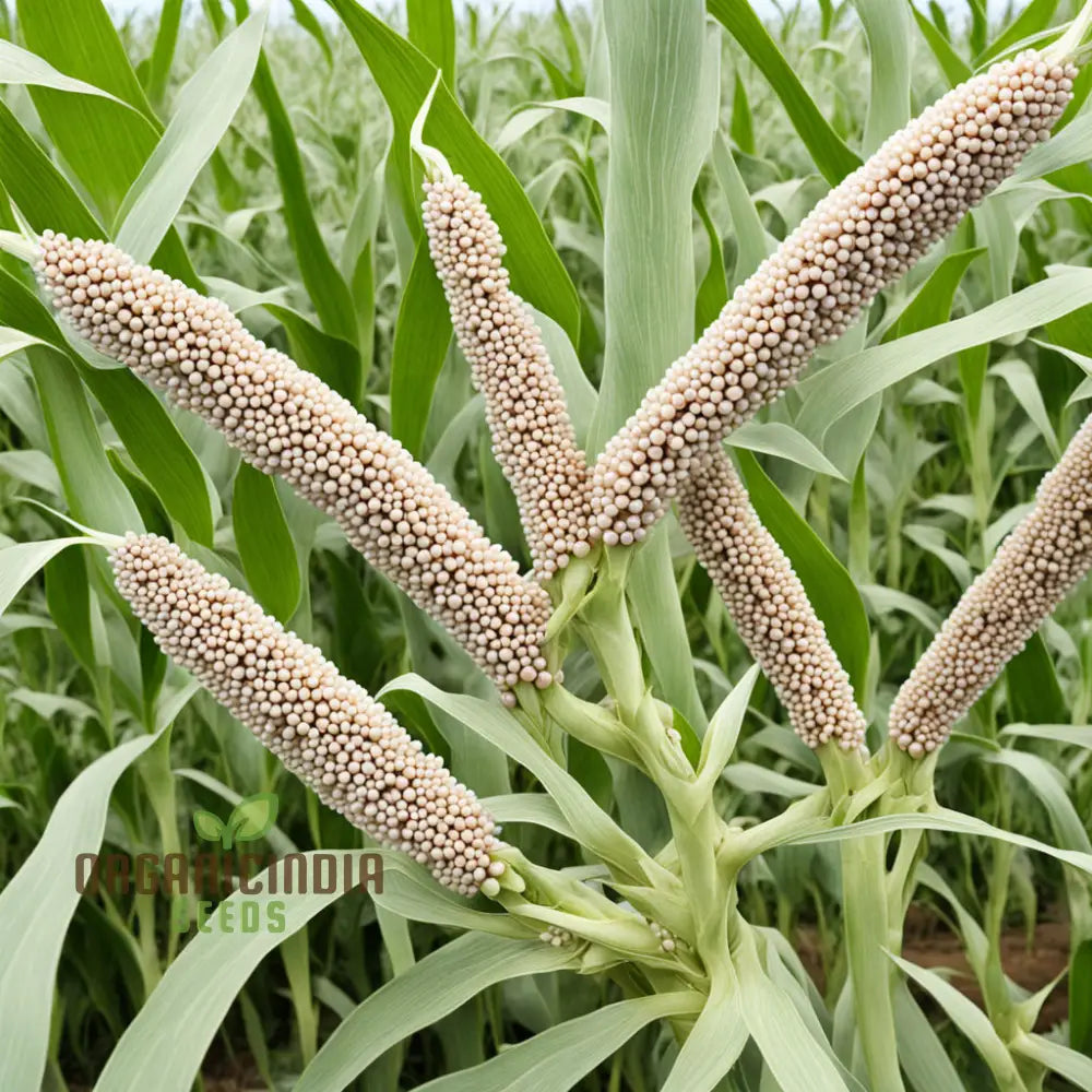 Pearls Of Wisdom Millet Seeds Traditional And Innovative Recipes With Grains