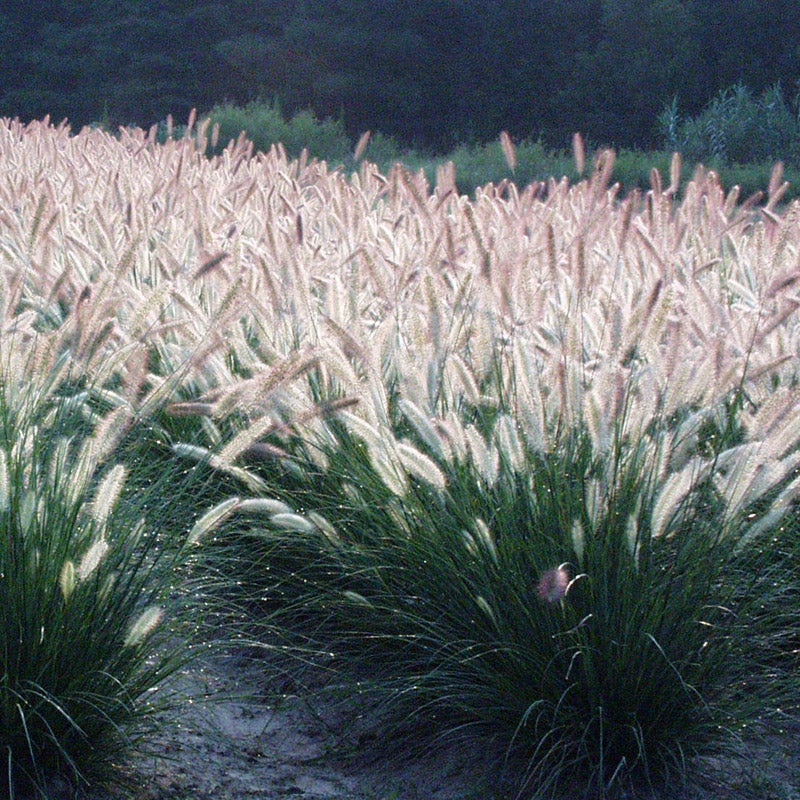 White Fountain Grass Pennisetum Villosum Ornamental Flower Seeds – 10 Pieces