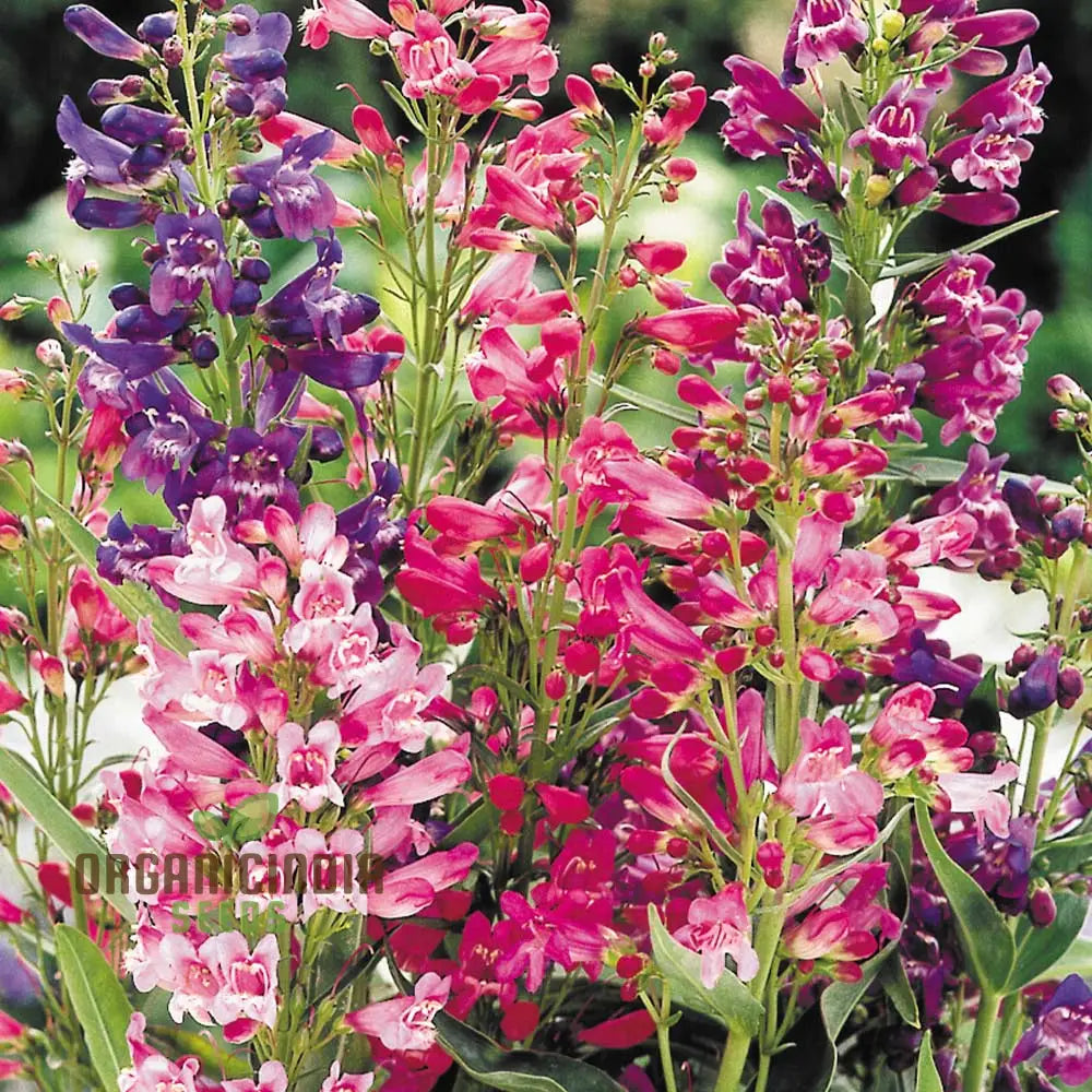 Penstemon Barbatus Cambridge Mixture Seeds - Grow A Beautiful Blend Of Flowers In Your Garden