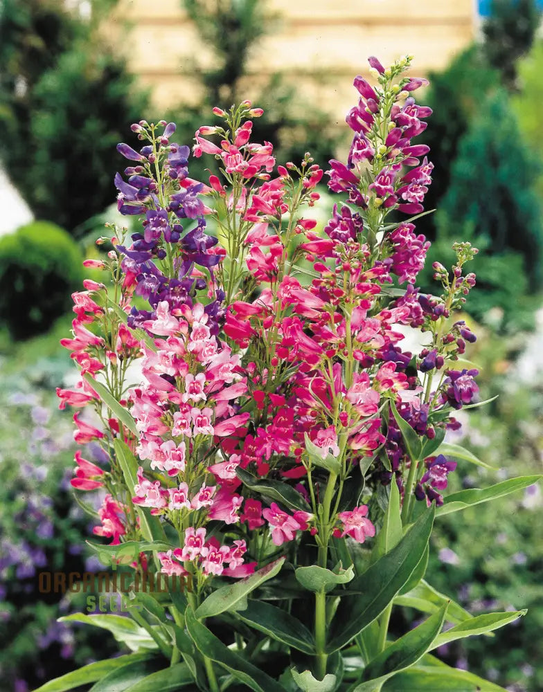 Penstemon Barbatus Cambridge Mixture Seeds - Grow A Beautiful Blend Of Flowers In Your Garden