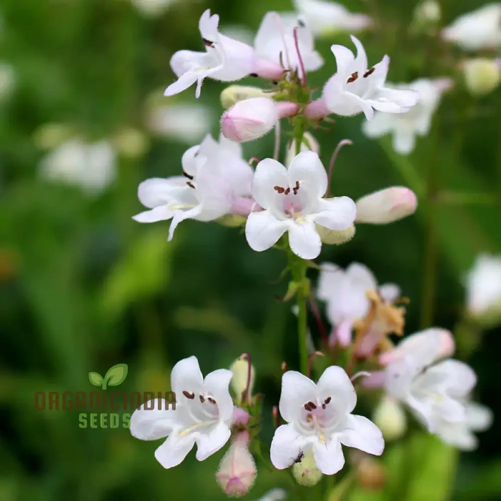 Penstemon Esprit Mixed Flower Seeds For Planting Vibrant And Diverse Blooms For A Colorful Garden