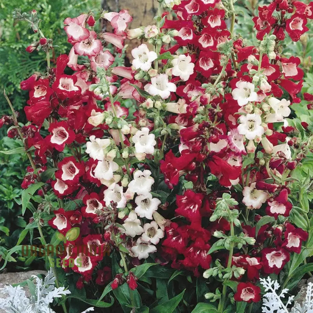 Penstemon Esprit Mixed Flower Seeds For Planting Vibrant And Diverse Blooms For A Colorful Garden