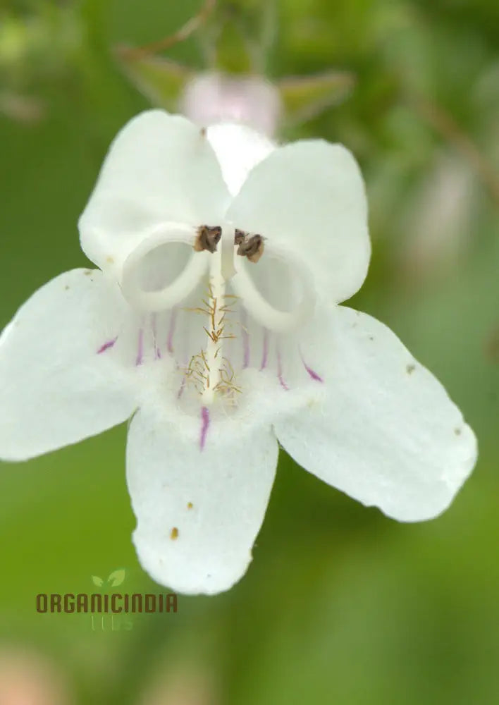 Penstemon Esprit Mixed Flower Seeds For Planting Vibrant And Diverse Blooms For A Colorful Garden