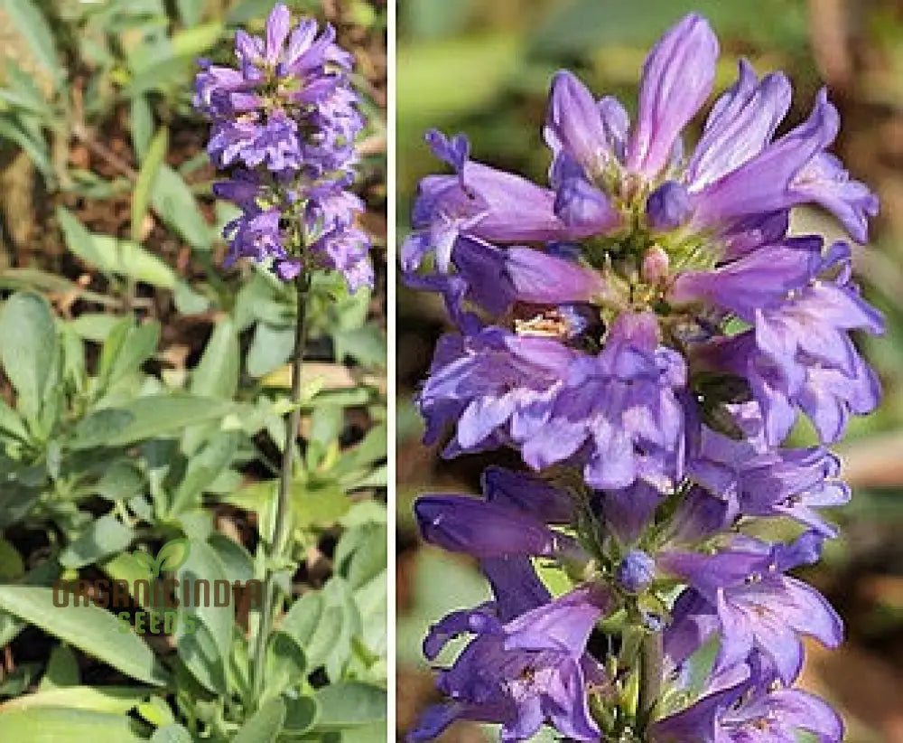 Penstemon Euglaucus Seeds For Robust Growth And Natural Elegance In Your Gardening Journey!