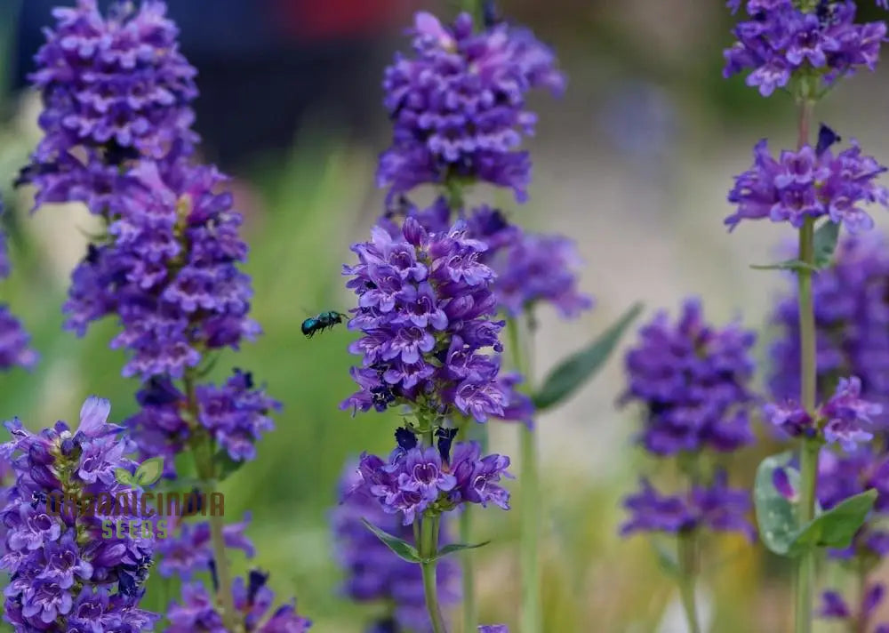 Penstemon Euglaucus Seeds For Robust Growth And Natural Elegance In Your Gardening Journey!