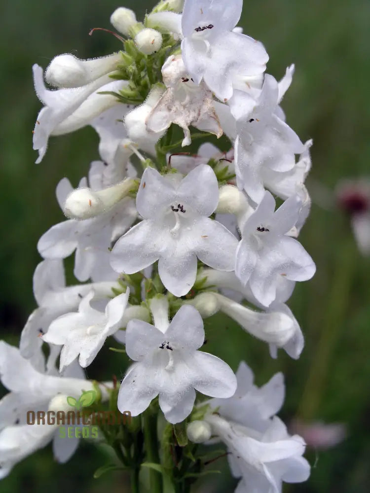 Penstemon Tubaeflorus Seeds For Vibrant Blooms And Delightful Gardening!