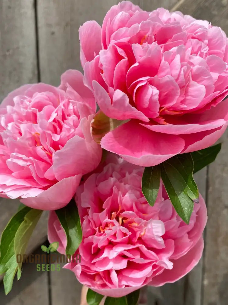 Peony Flower Plant Bulbs - Fragrant Mix Colors Pink & White Double Flowering Blooms In Spring