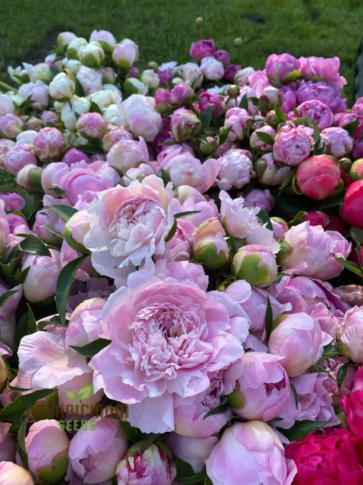 Peony Flower Plant Bulbs - Fragrant Mix Colors Pink & White Double Flowering Blooms In Spring