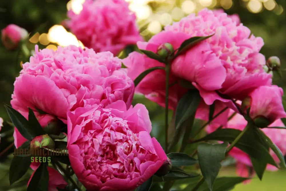 Peony Flower Plant Bulbs - Fragrant Mix Colors Pink & White Double Flowering Blooms In Spring