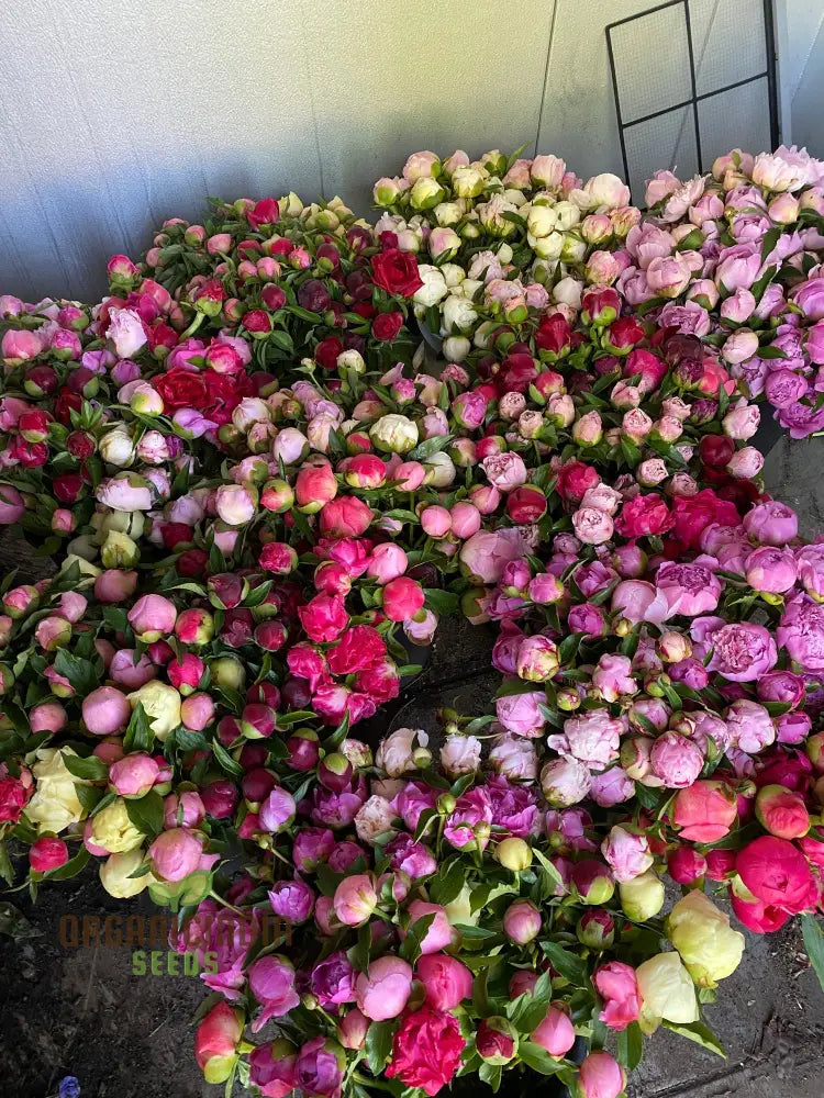 Peony Flower Plant Bulbs - Fragrant Mix Colors Pink & White Double Flowering Blooms In Spring