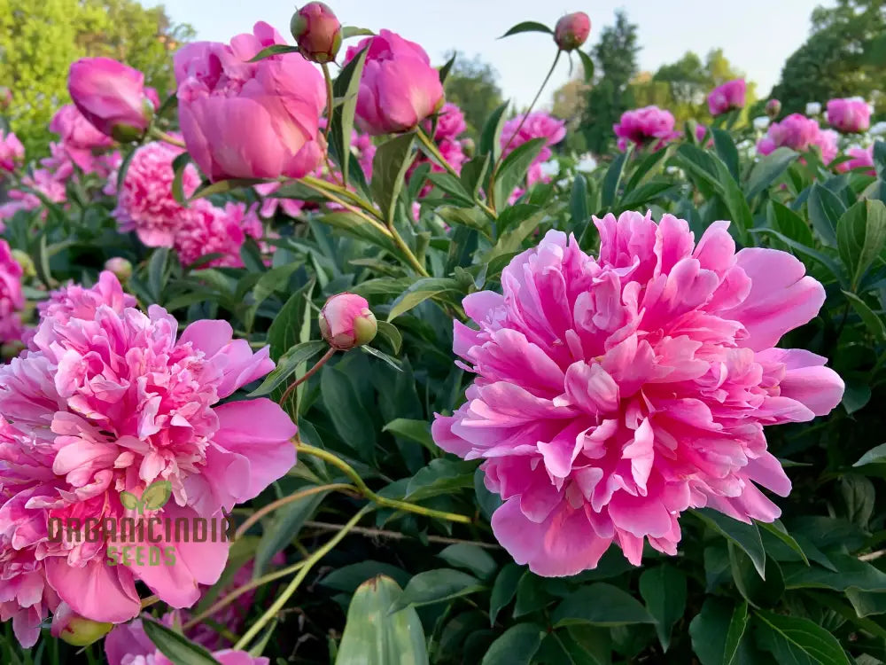 Peony Flower Plant Bulbs - Fragrant Mix Colors Pink & White Double Flowering Blooms In Spring