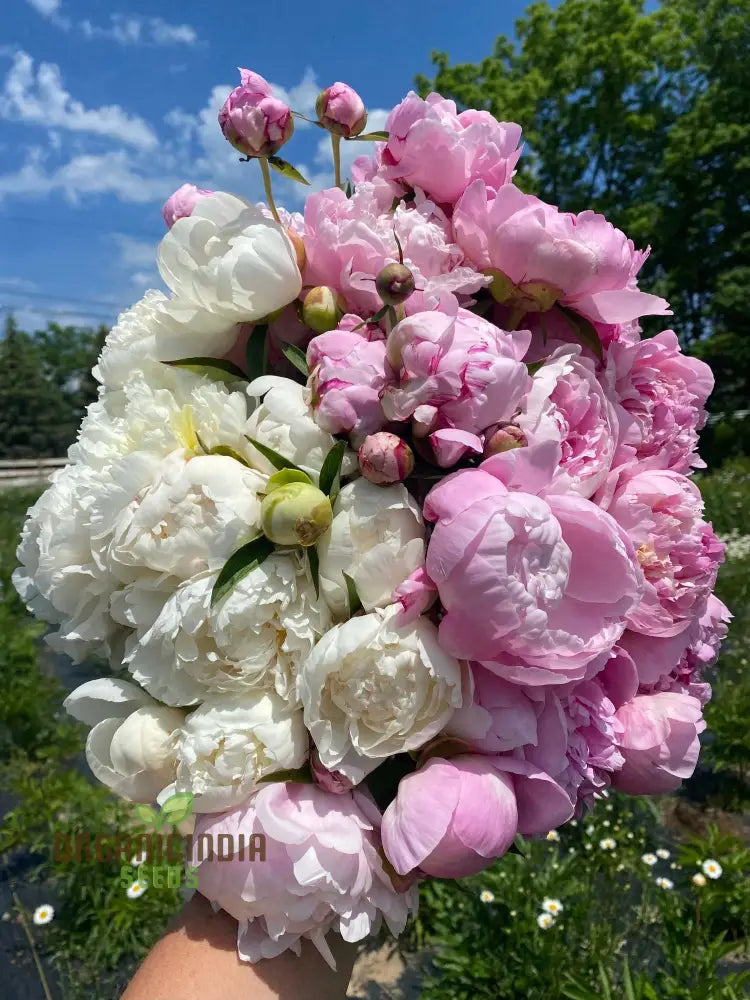 Peony Flower Plant Bulbs - Fragrant Mix Colors Pink & White Double Flowering Blooms In Spring