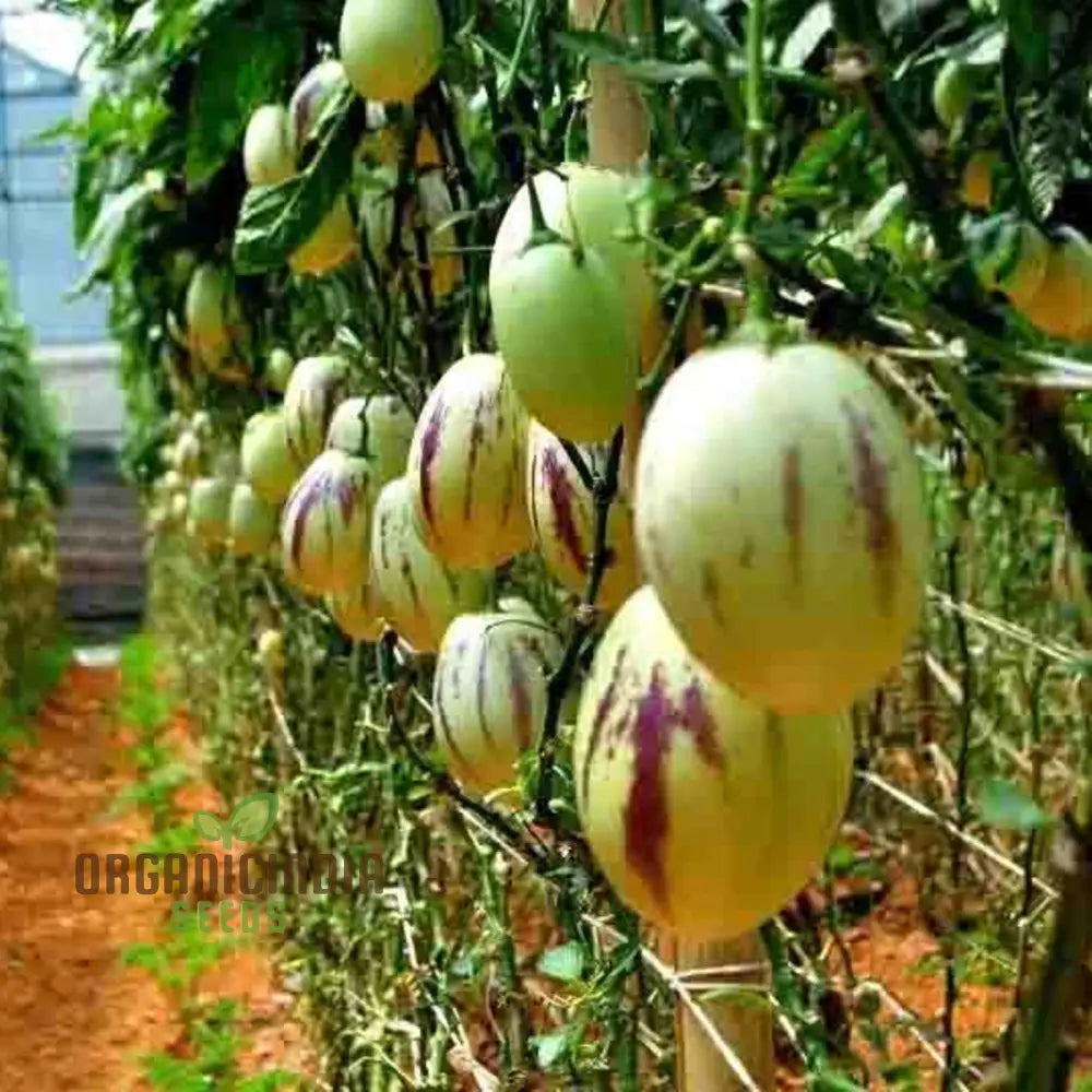 Pepino Dulce Melon Pear Seeds For Planting Cultivate Your Garden With Solanum Muricatum Fruit