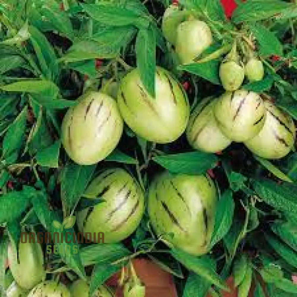 Pepino Dulce Melon Pear Seeds For Planting Cultivate Your Garden With Solanum Muricatum Fruit