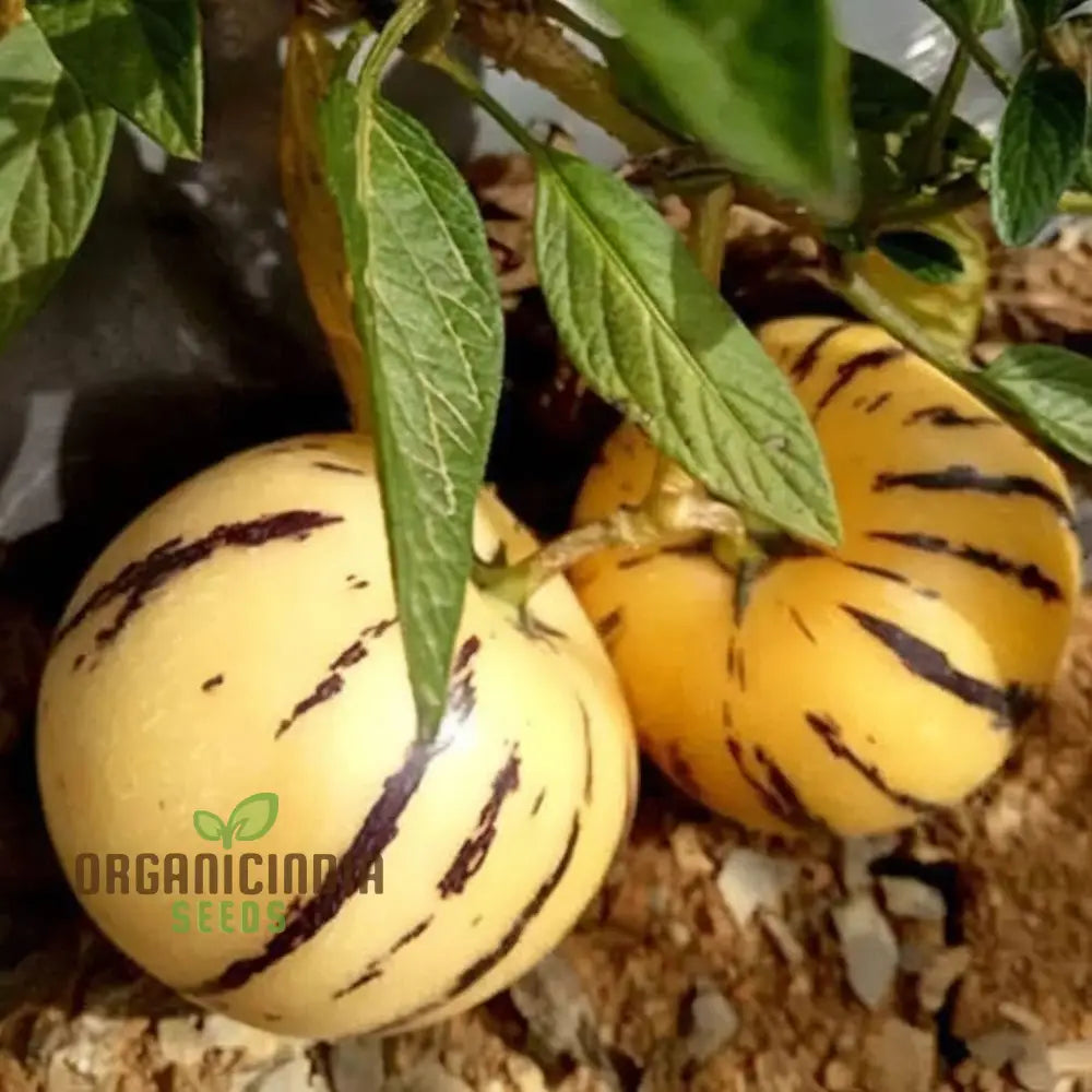 Pepion Solanum Muricate Fresh Fruit Seeds Melon Tree For Planting