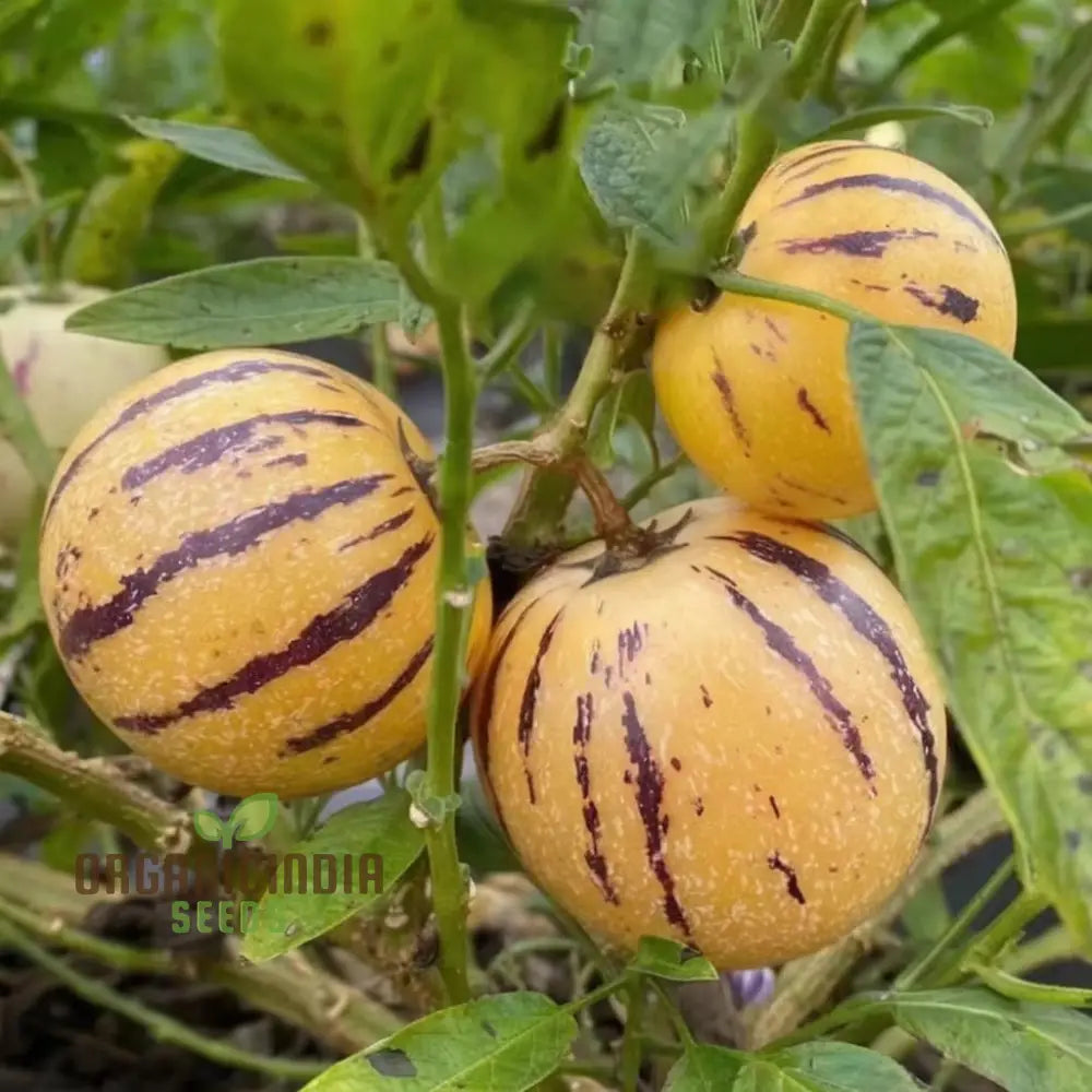 Pepion Solanum Muricate Fresh Fruit Seeds Melon Tree For Planting