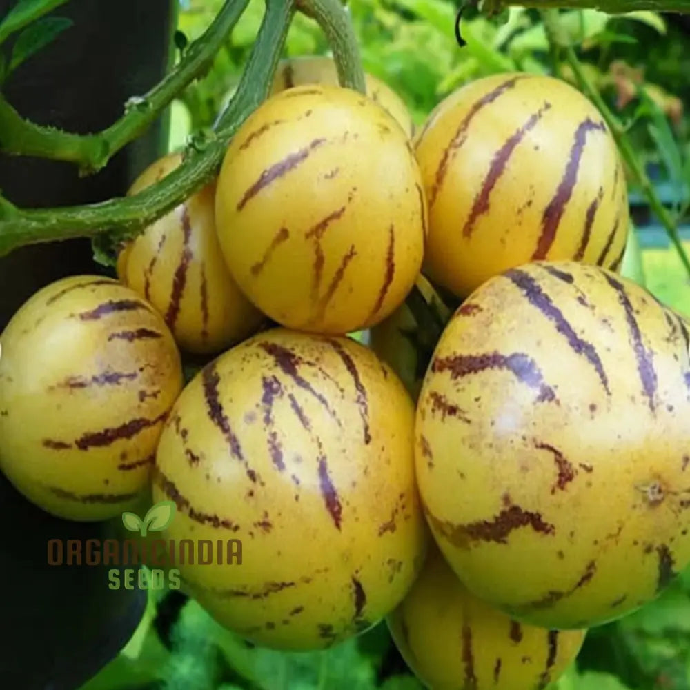 Pepion Solanum Muricate Fresh Fruit Seeds Melon Tree For Planting