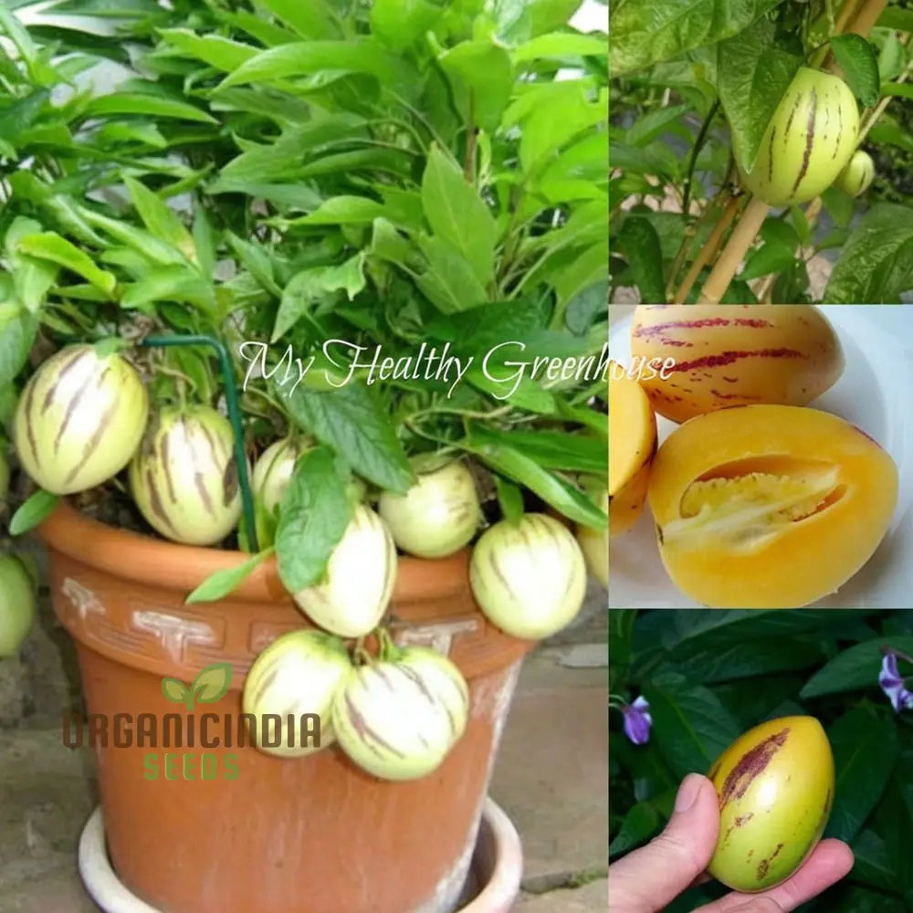 Pepion Solanum Muricate Melon Pear Fruit Seeds Grow Your Own Exotic Delicacy