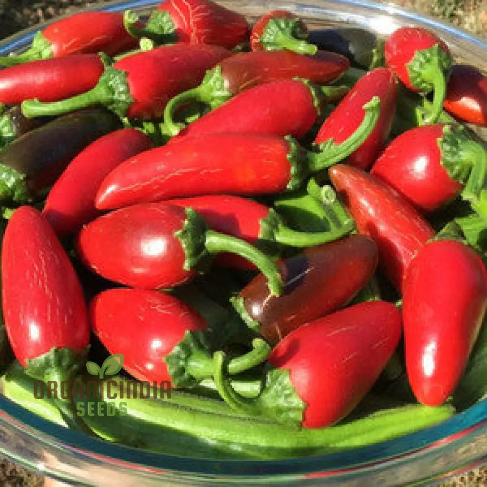 Pepper Akabare Khursani Seeds For Planting Your Gardening Needs | Buy Online