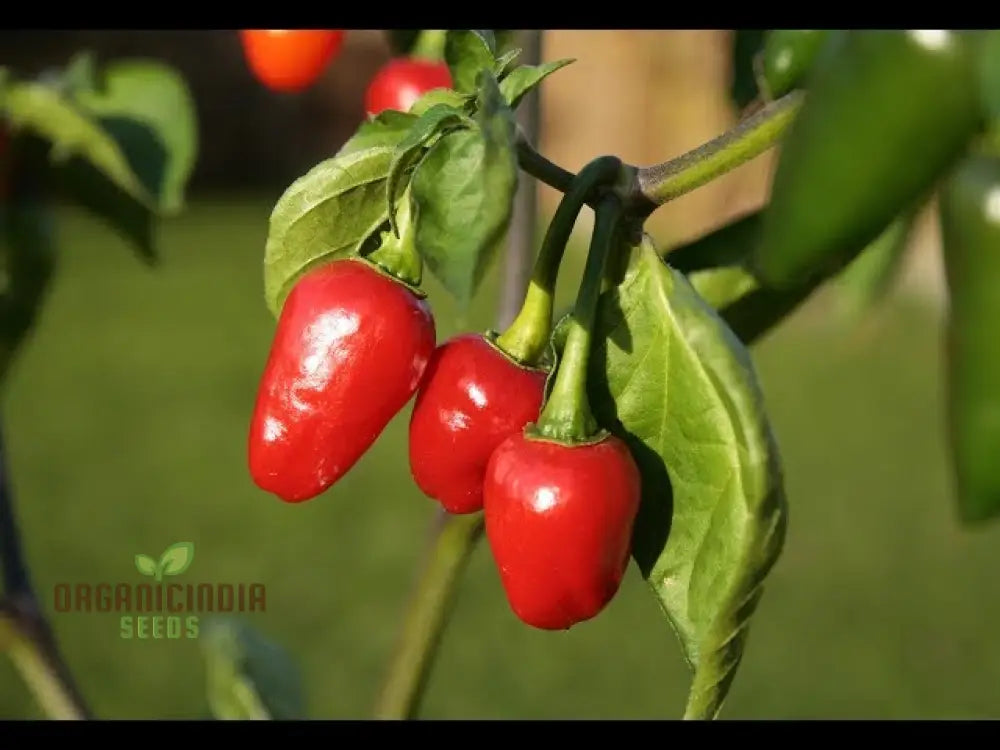 Pepper Akabare Khursani Seeds For Planting Your Gardening Needs | Buy Online