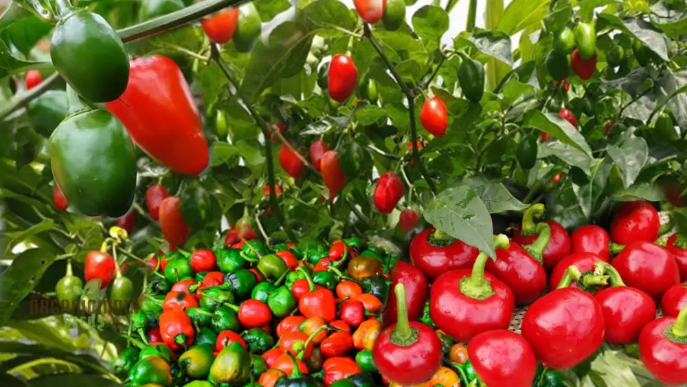 Pepper Akabare Khursani Seeds For Planting Your Gardening Needs | Buy Online