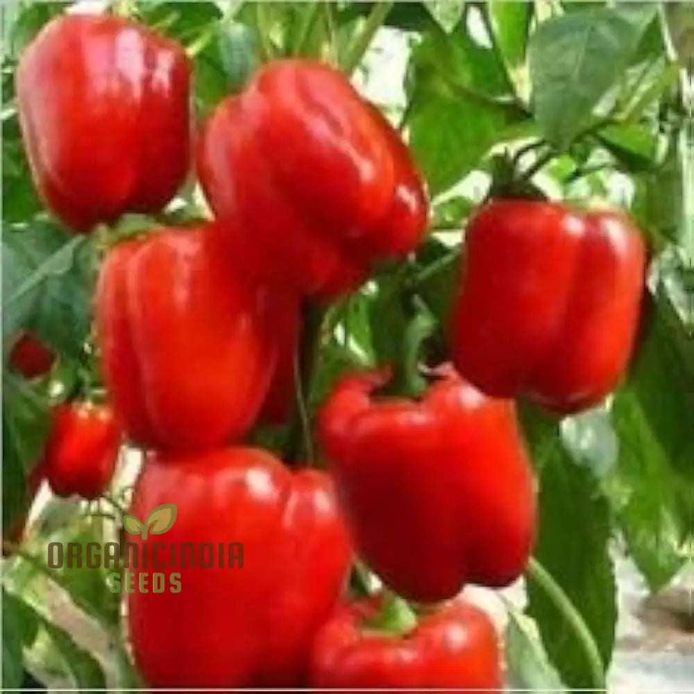 Pepper Beauty Bell F1 Seeds - Premium For Gardening Enthusiasts