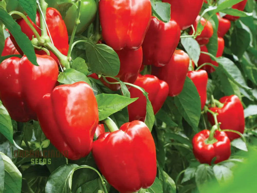 Pepper Beauty Bell F1 Seeds - Premium For Gardening Enthusiasts