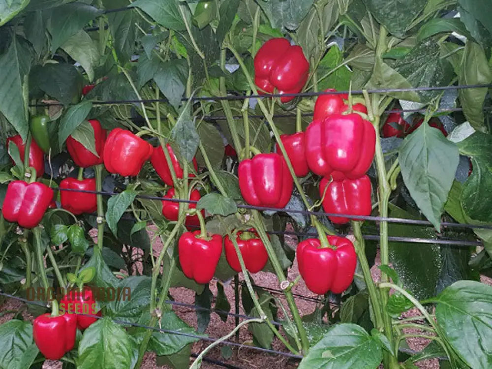 Pepper Beauty Bell F1 Seeds - Premium For Gardening Enthusiasts