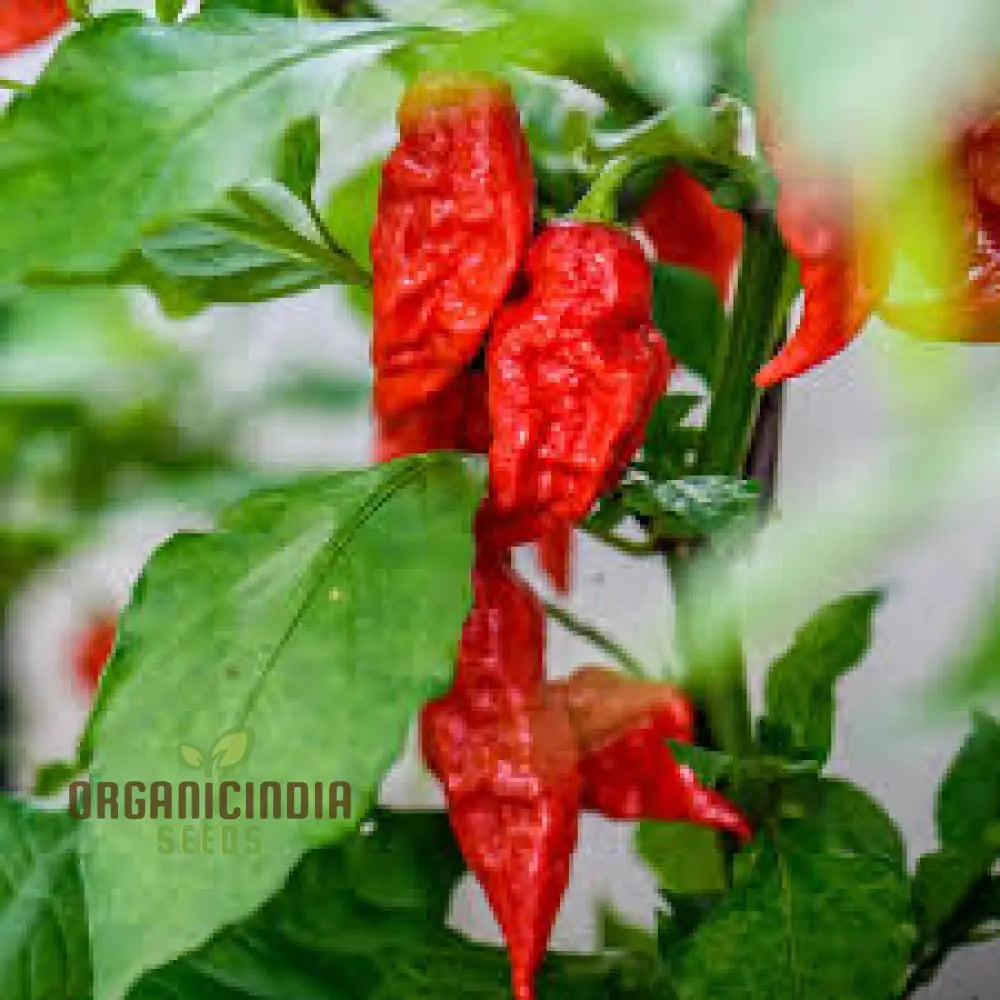 Pepper Bhut Jolokia Seeds For Planting Your Garden | Buy Online