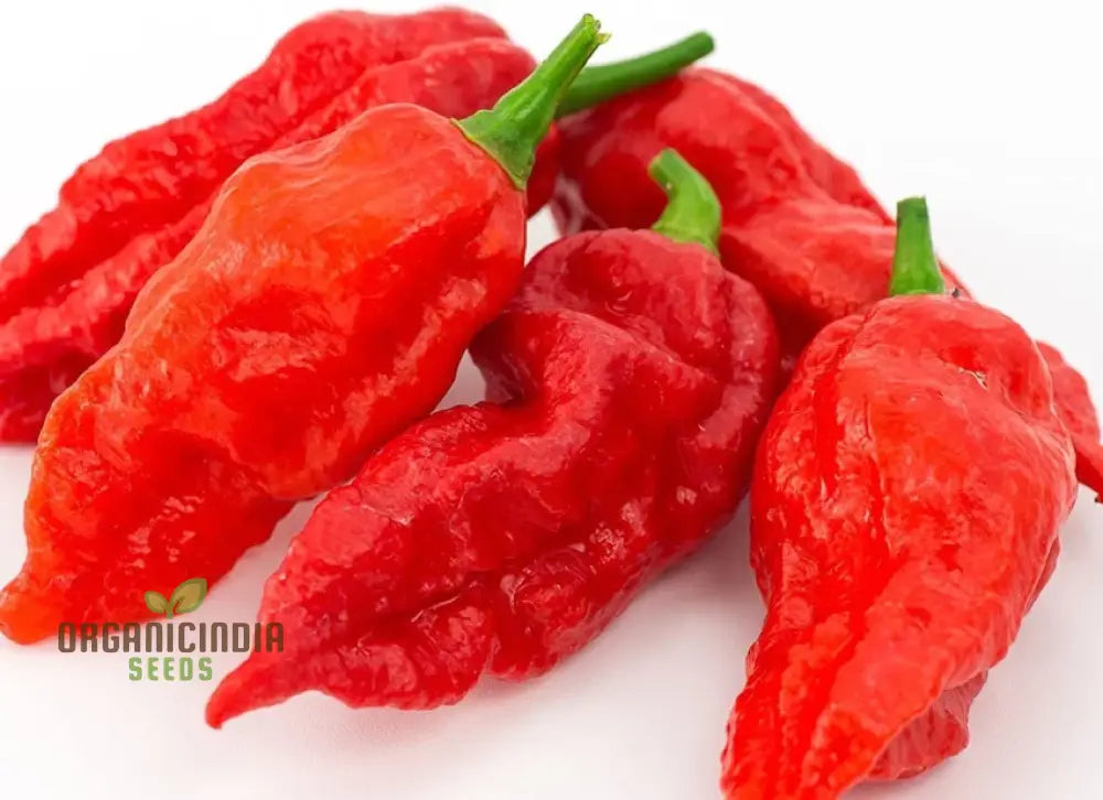 Pepper Bhut Jolokia Seeds For Planting Your Garden | Buy Online