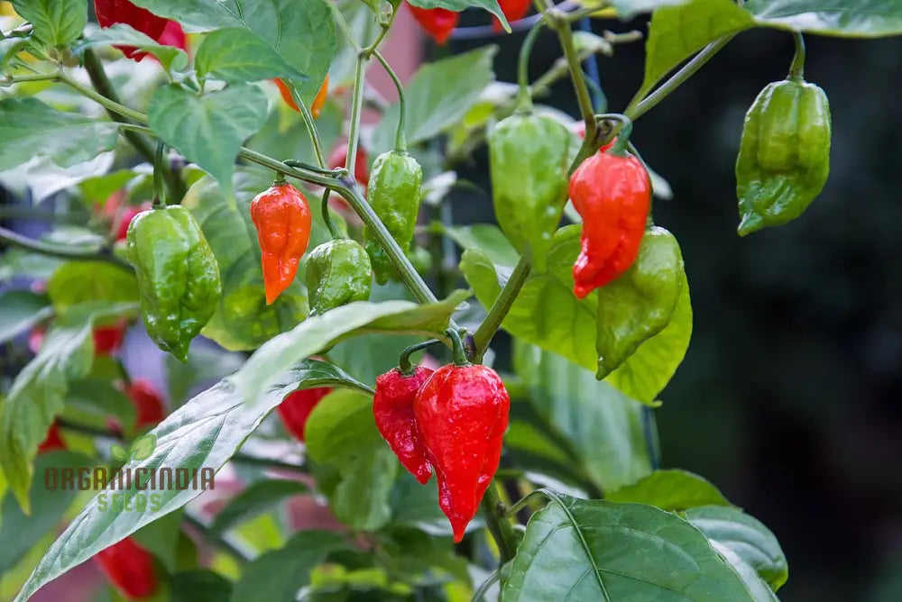 Pepper Bhut Jolokia Seeds For Planting Your Garden | Buy Online