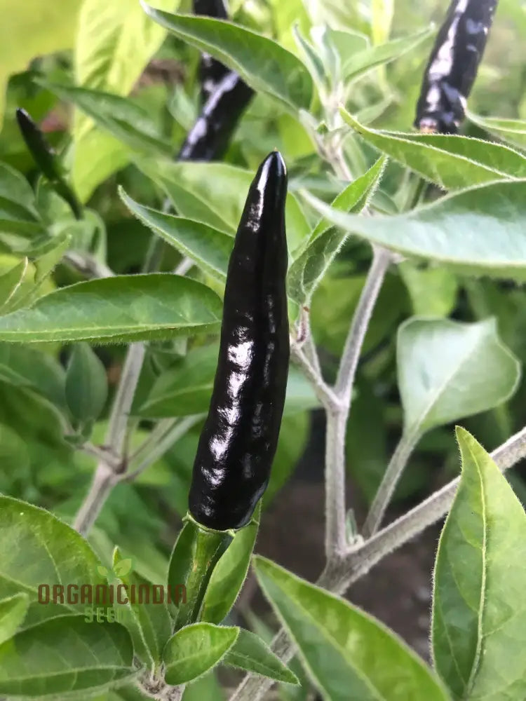 Pepper Black Fangs Seeds For Your Gardening Adventures | Buy Organic