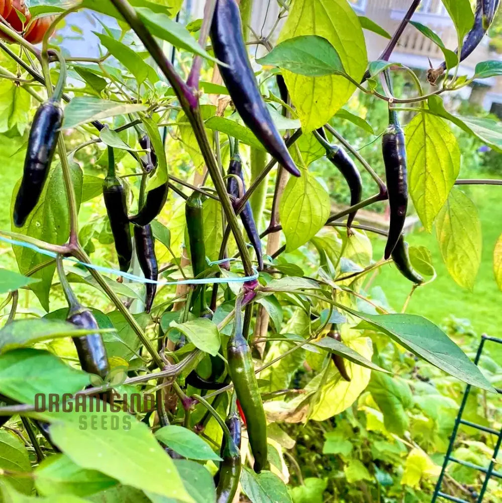 Pepper Black Fangs Seeds For Your Gardening Adventures | Buy Organic