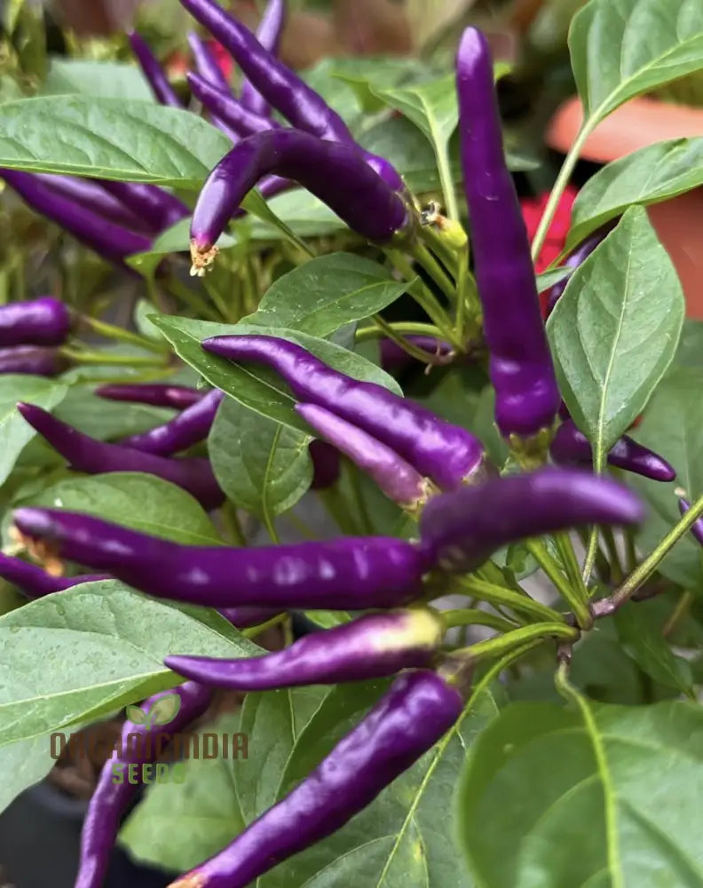 Pepper Buena Mulata Seeds For Planting Your Gardening Needs | Buy Organic