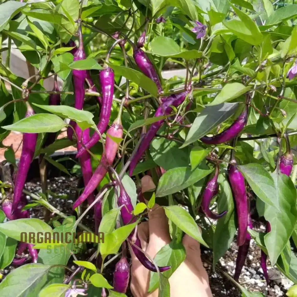 Pepper Buena Mulata Seeds For Planting Your Gardening Needs | Buy Organic